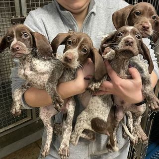 I quattro piccoli abbandonati