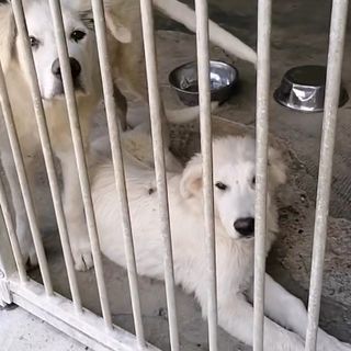 Due splendidi cuccioloni 'scaricati' come spazzatura di fronte al canile di Asti