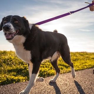 Piemonte verso l’introduzione dell'albo dei dog sitter