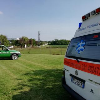 Ph tratta dalla pagina facebook di Ambulanze Veterinarie