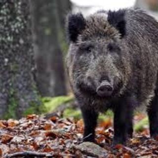 Arriva il saldo dei danni da animali per il sud Astigiano