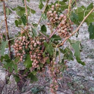 I danni provocati dalla grandine all'agricoltura (foto Dati Meteo Asti)