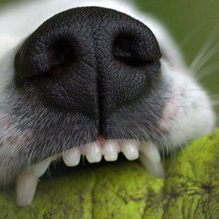Cane di grossa taglia azzanna ciclista: attimi di paura in corso Alba (foto d'archivio)
