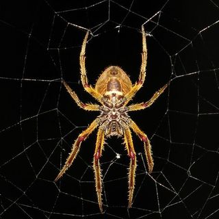 Disinfestazione dei ragni