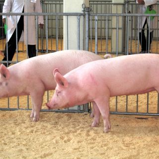 Coldiretti: &quot;Scarico di responsabilità sulla peste suina da parte dell'assessorato all'Agricoltura&quot;