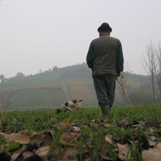 Trifulau e tabui