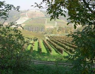 Il sito UNESCO dei paesaggi vitivinicoli e Alba Città Creativa: “Un questionario sullo Sviluppo Sostenibile”