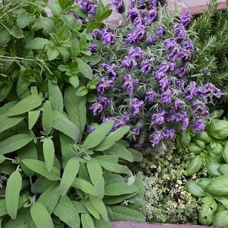 Un week end lungo a Diano Marina tra i profumi, sapori e colori di Aromatica