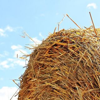 &quot;Il fieno di maggio compromesso, il deficit idrico non è stato colmato&quot; Confagricoltura Asti mette in guardia in vista dell'estate