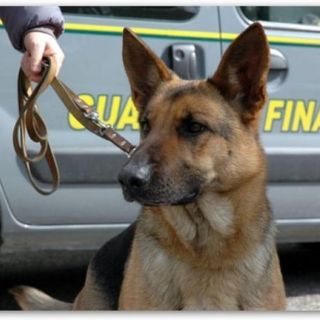 Cani antidroga della FInanza (repertorio)