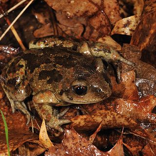 Un esemplare di Pelobate fuscus insubricus (rospo delle vanghe) - Foto di Marco Colombo