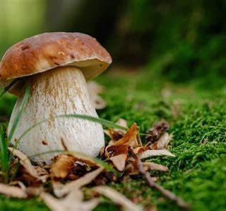Operativo all'Asl di Asti il centro di controllo micologico per chi raccoglie o riceve funghi