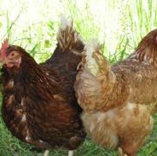 Domenica a San Damiano torna l'esposizione degli animali di bassa corte