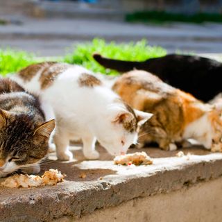 Anagrafe felina: il via libera al bando dei finanziamenti per i Comuni. Domande entro l'8 settembre