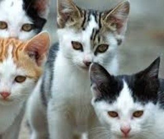 Un primo passo per la lotta al randagismo c'è. Firmata una convenzione tra Comune di Asti e Ordine dei Medici Veterinari
