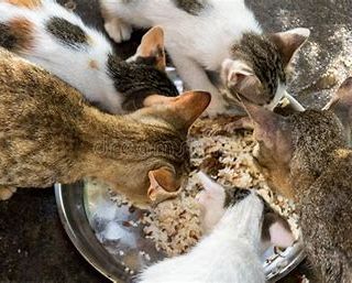 Protezione Micio aspetta tutti da Arcaplanet per la Colletta Alimentare