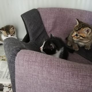 Alcuni dei gattini trovati
