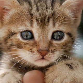 Moncalvo: gattino terrorizzato in mezzo alla strada, salvato dalla Polizia di Stato