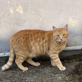 Colonia felina al Cimitero di Asti: la petizione di &quot;Difesa felini&quot; vicina al migliaio di firme per evitare lo spostamento