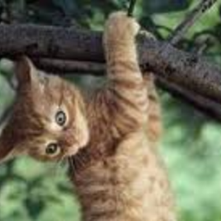 Gattino curioso si arrampica su un albero e non riesce a scendere. Salvato dai Vigili del Fuoco