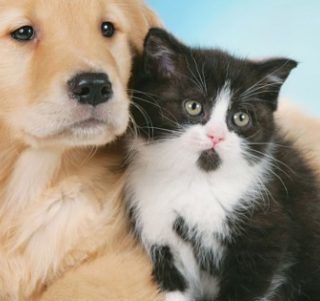 Anche a San Damiano d'Asti un ambulatorio veterinario per gli animali delle persone seguite dai servizi sociali