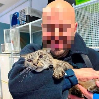 Da Asti a Savona: la storia di Eden, gatto curioso curato dall'Enpa