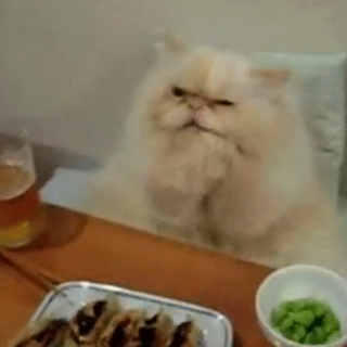 Amici degli animali: gatto gourmet, sì chef (VIDEO DA NON PERDERE)