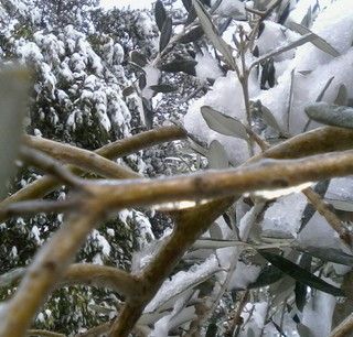 Riconosciuto lo stato di calamità naturale per le gelate di aprile. Fino al 13 ottobre si possono presentare domande di risarcimento