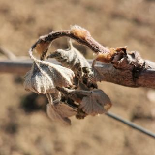 Le gelate danneggiano i raccolti: Cia Piemonte chiede lo stato di calamità naturale