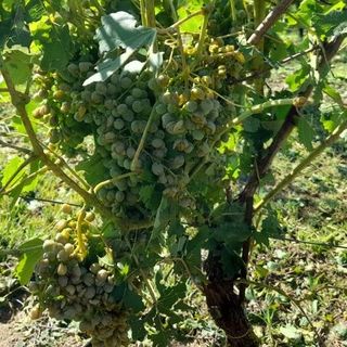 Un vigneto astigiano danneggiato dalla grandine