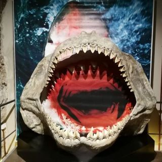 Da lunedì riapre il Museo Paleontologico di Asti