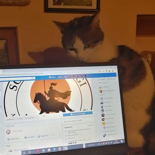 &quot;Lo so che ho più follower io in 24 h che voi in un anno. Salutate la gattolista&quot; scrivono Malandrone e la gatta Libera nel post che accompagna questa immagine