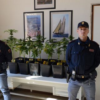 Pregiudicato astigiano denunciato per la coltivazione di 16 piantine di marijuana