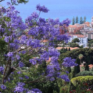 Bordighera, meta ideale per una vacanza su misura che offra svago, serenità e sicurezza