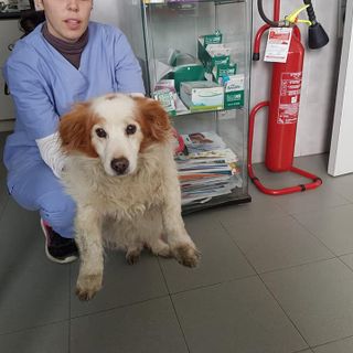 *** AGGIORNAMENTO: La cagnolina ha ritrovato la sua famiglia. Si cercano i proprietari di questa cagnolina ritrovata a Serravalle