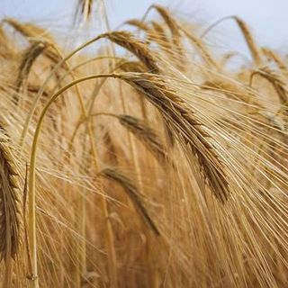 Gli agricoltori di Cia alzano la voce sul prezzo del grano