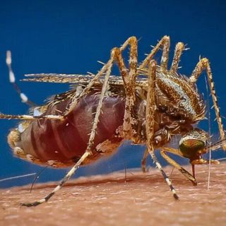 Costo Disinfestazione Zanzare