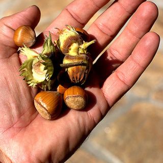 Cortemilia presenta venerdì 15 luglio la Fiera Nazionale della Nocciola