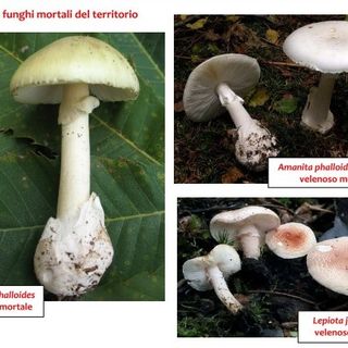 L’Asl mette in guardia contro il rischio di consumare funghi velenosi