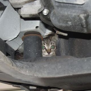 Un gatto in un vano motore (immagine d'archivio)