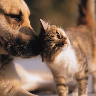 Le aziende agricole piemontesi potranno realizzare sui propri terreni cimiteri per animali da compagnia