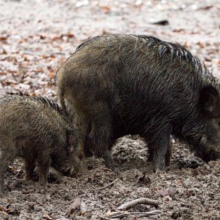 La Cia chiede maggiore attenzione al problema della fauna selvatica