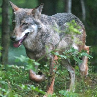 Presenza di lupi in Piemonte, Carosso scrive al ministro dell'Ambiente per segnalare il problema