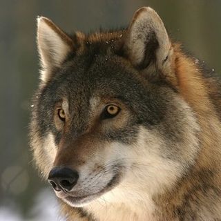 Gregge incustodito aggredito dai lupi in val Chisone