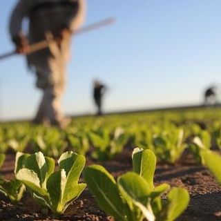 Agricoltura: pubblicato il bando regionale per l’affitto di strutture abitative a stagionali