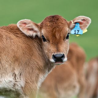 Immagine generica d'archivio, non attinente lo specifico episodio