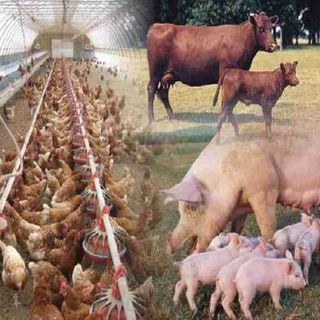 Zootecnia: le Regioni approvano la ripartizione di 90 milioni di euro per le filiere colpite dal Covid