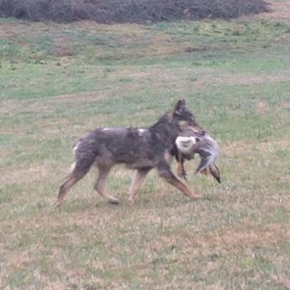 Lupo aggredisce un piccolo gruppo di oche a pochi chilometri dal centro di Asti