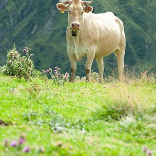 Carne: poca, ma buona e bionda. Nasce in Francia, ma cresce in Piemonte la pregiata Blonde d’Aquitaine