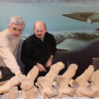 Gli esperti Bisconti (a sinistra) e Damarco alle prese con i resti fossili